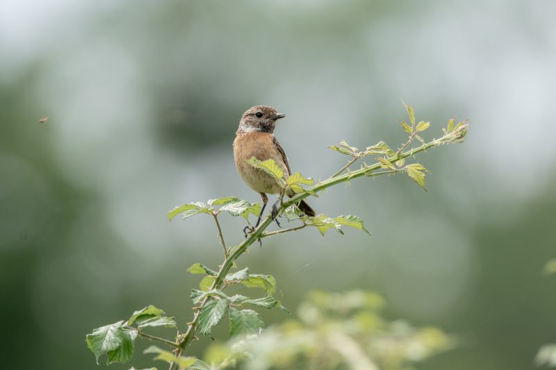 Tarier pâtre femelle